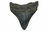 Serrated, Fossil Megalodon Tooth - South Carolina #372388-1